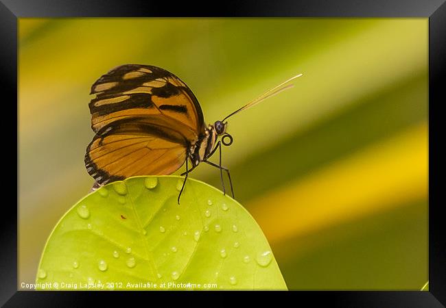 orange butterfly profile Framed Print by Craig Lapsley