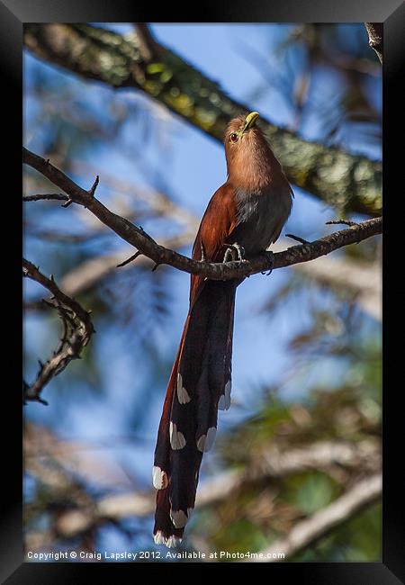 squirrel cuckoo Framed Print by Craig Lapsley