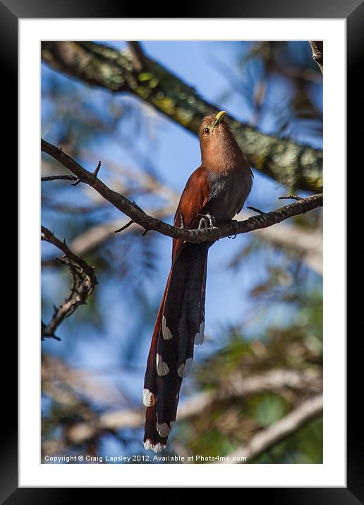 squirrel cuckoo Framed Mounted Print by Craig Lapsley