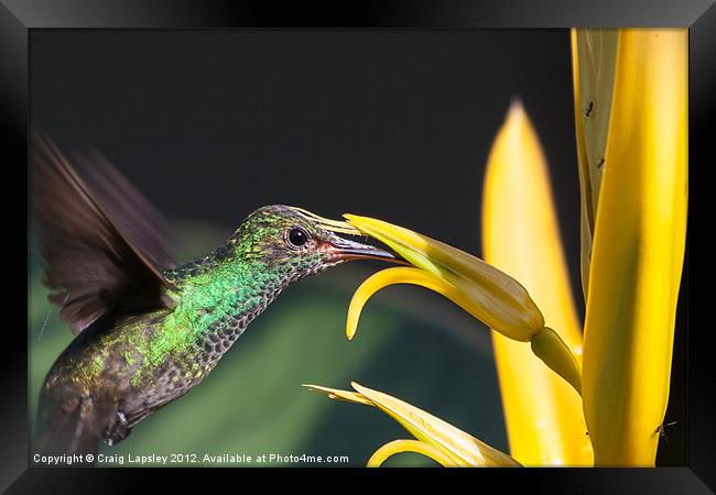 hummingbird feeding Framed Print by Craig Lapsley
