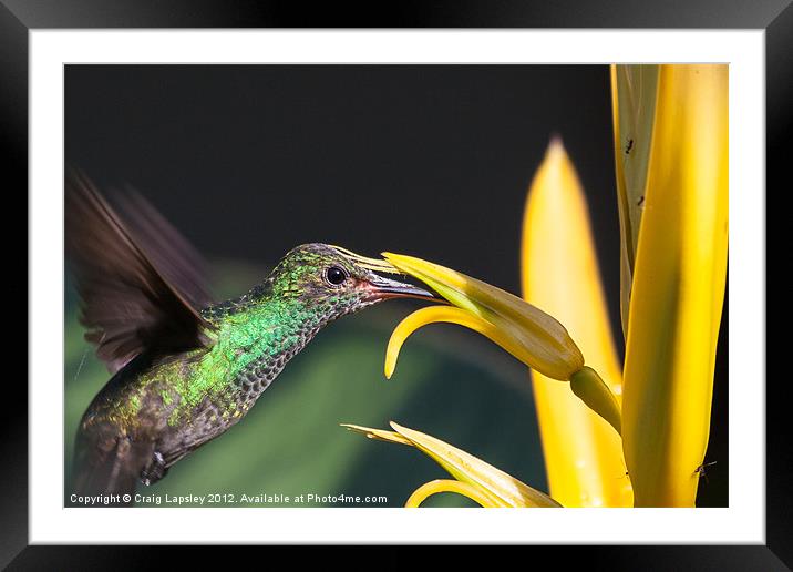 hummingbird feeding Framed Mounted Print by Craig Lapsley
