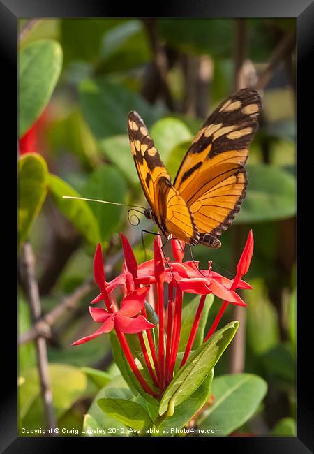 butterfly on red rubiaceae Framed Print by Craig Lapsley