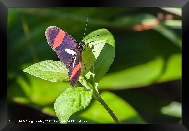 postman butterfly Framed Print by Craig Lapsley