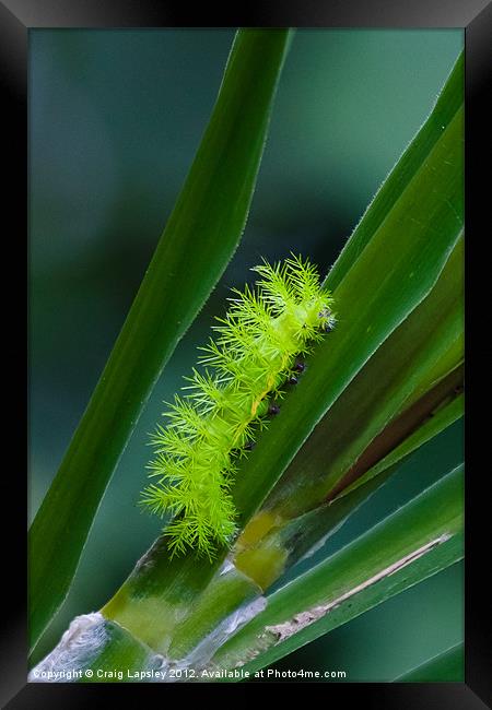 IO moth caterpillar Framed Print by Craig Lapsley