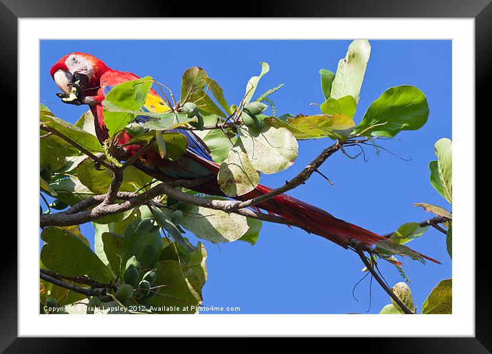 Scarlet Macaw eating almonds Framed Mounted Print by Craig Lapsley