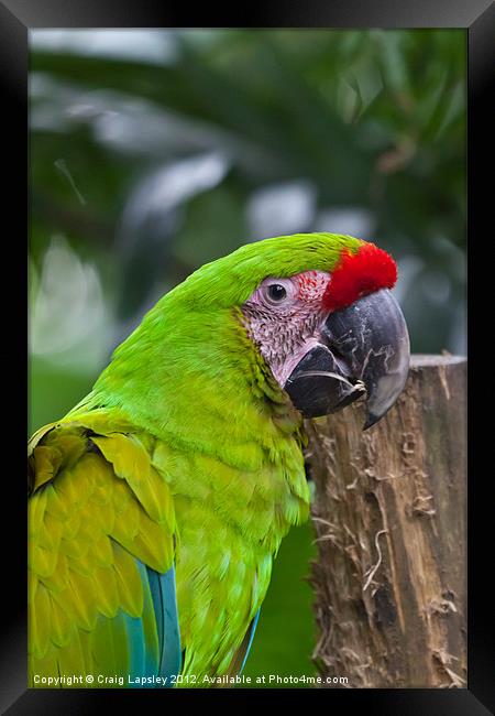 Great Green Macaw Framed Print by Craig Lapsley