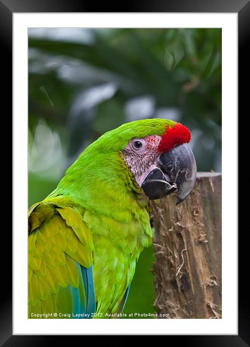 Great Green Macaw Framed Mounted Print by Craig Lapsley