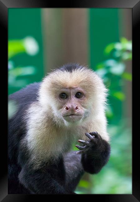 white-faced capuchin monkey Framed Print by Craig Lapsley