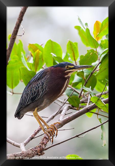 Green Heron in a tree Framed Print by Craig Lapsley