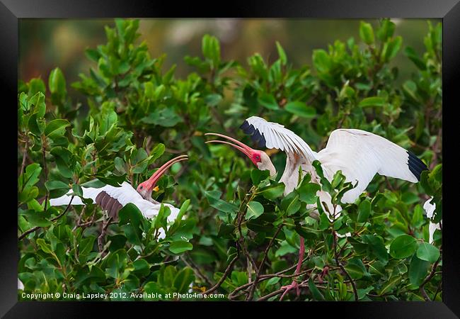 two white ibis Framed Print by Craig Lapsley