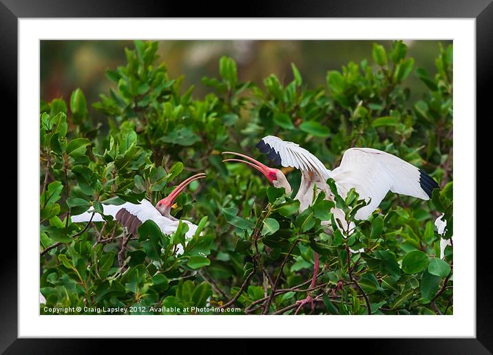 two white ibis Framed Mounted Print by Craig Lapsley