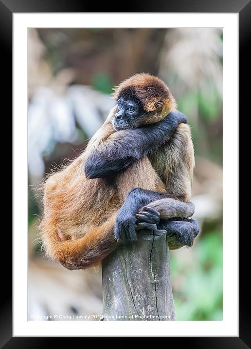 Spider Monkey bored Framed Mounted Print by Craig Lapsley