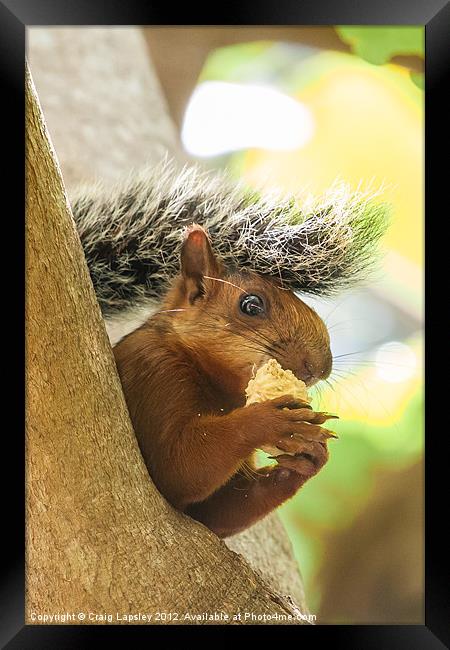 red tailed squirrel Framed Print by Craig Lapsley