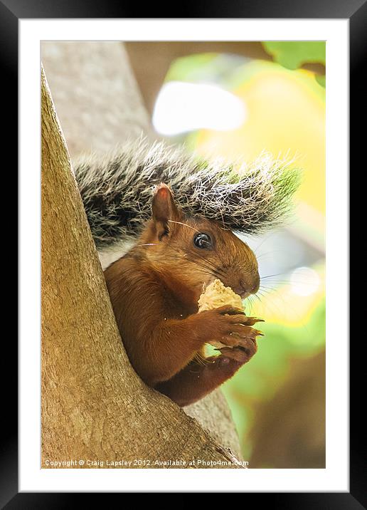 red tailed squirrel Framed Mounted Print by Craig Lapsley