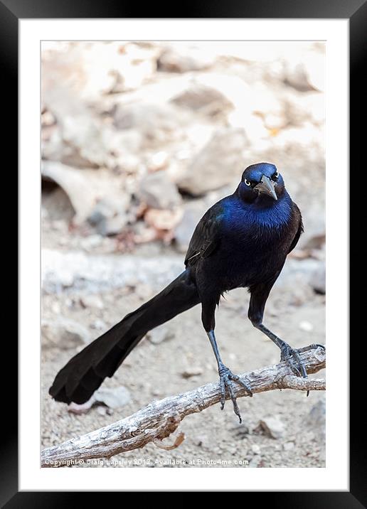 Great tailed Grackle Framed Mounted Print by Craig Lapsley