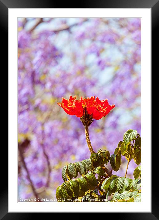 red flowering tree Framed Mounted Print by Craig Lapsley