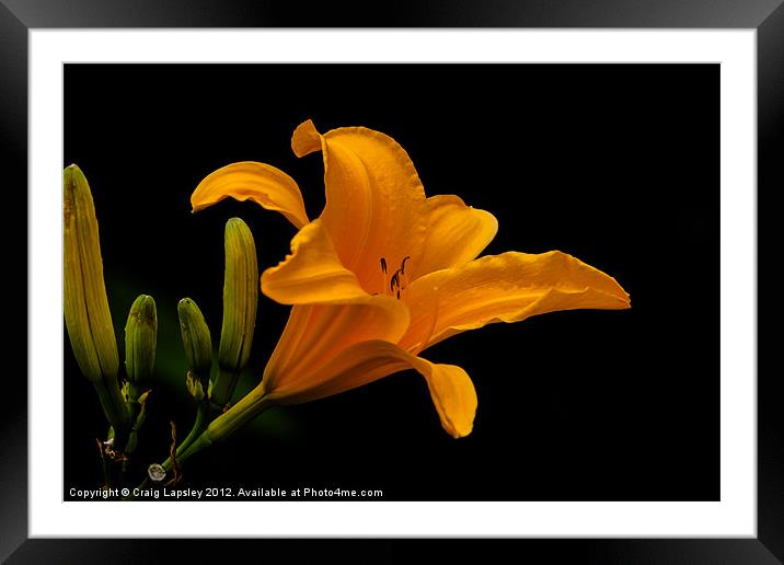 orange lily Framed Mounted Print by Craig Lapsley