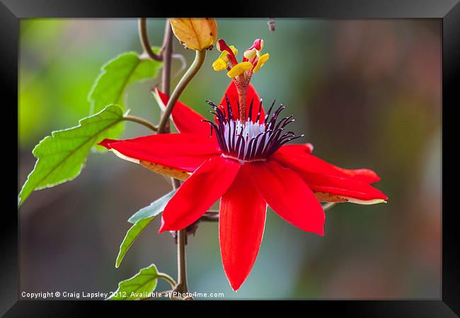 red passion flower Framed Print by Craig Lapsley