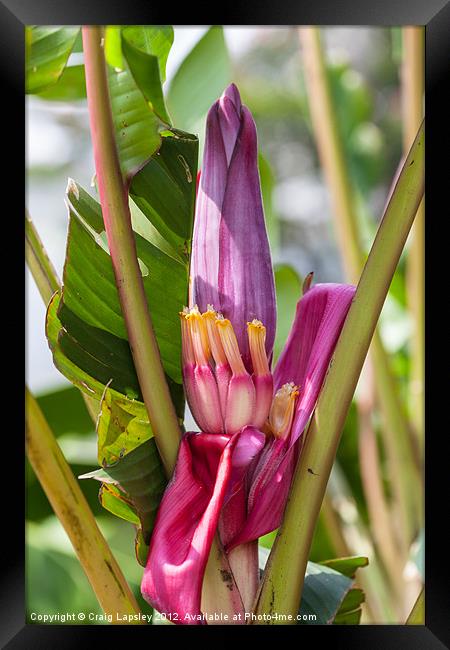 pink banana flower with fruit Framed Print by Craig Lapsley