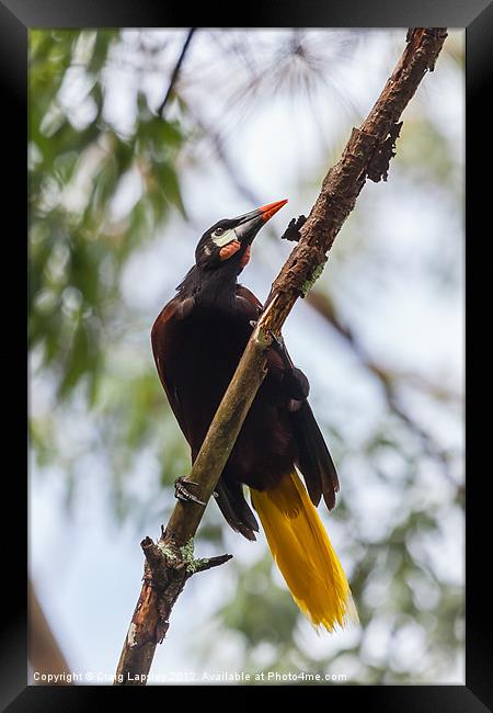 the pendulum bird Framed Print by Craig Lapsley