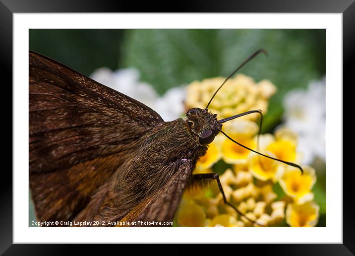 skipper Butterfly close-up Framed Mounted Print by Craig Lapsley