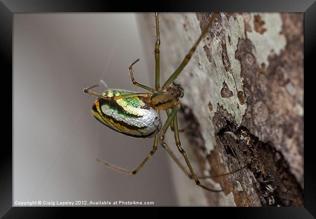 Pretty Green Spider Framed Print by Craig Lapsley
