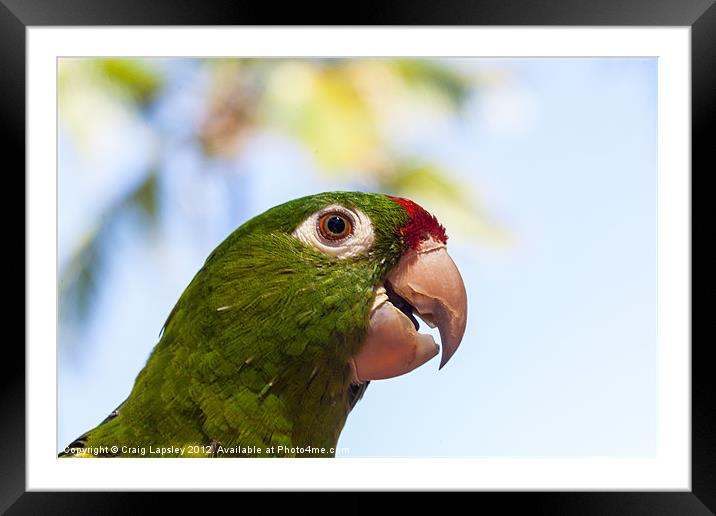crimson fronted parakeet Framed Mounted Print by Craig Lapsley