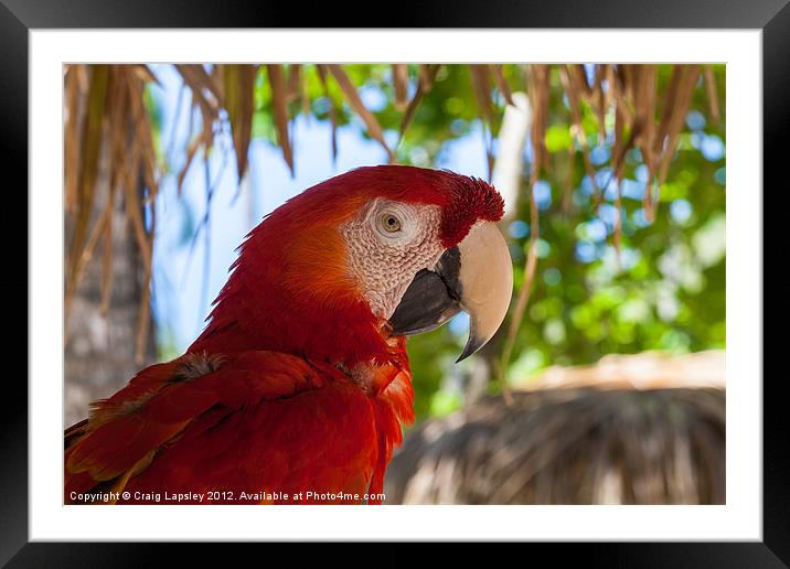 scarlet Macaw head Framed Mounted Print by Craig Lapsley