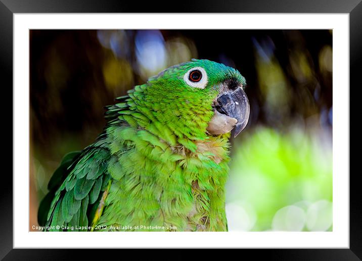 blue naped parrot Framed Mounted Print by Craig Lapsley