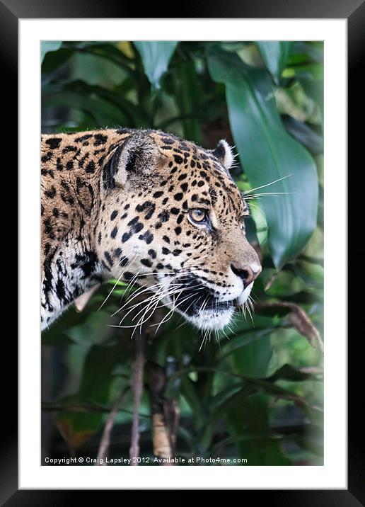 Jaguar big cat Framed Mounted Print by Craig Lapsley