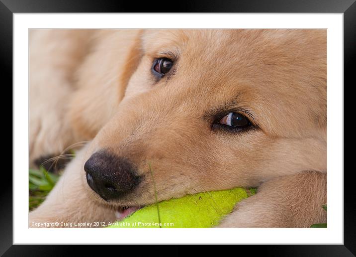 adorable puppy Framed Mounted Print by Craig Lapsley