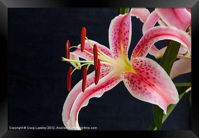 oriental lily Framed Print by Craig Lapsley