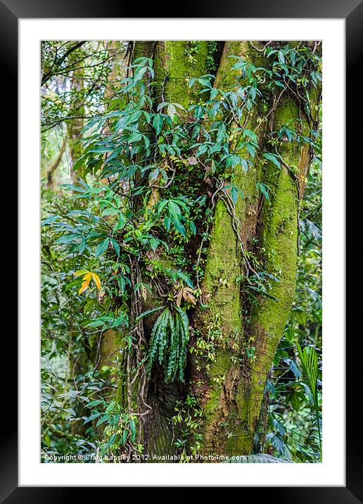 shades of green Framed Mounted Print by Craig Lapsley