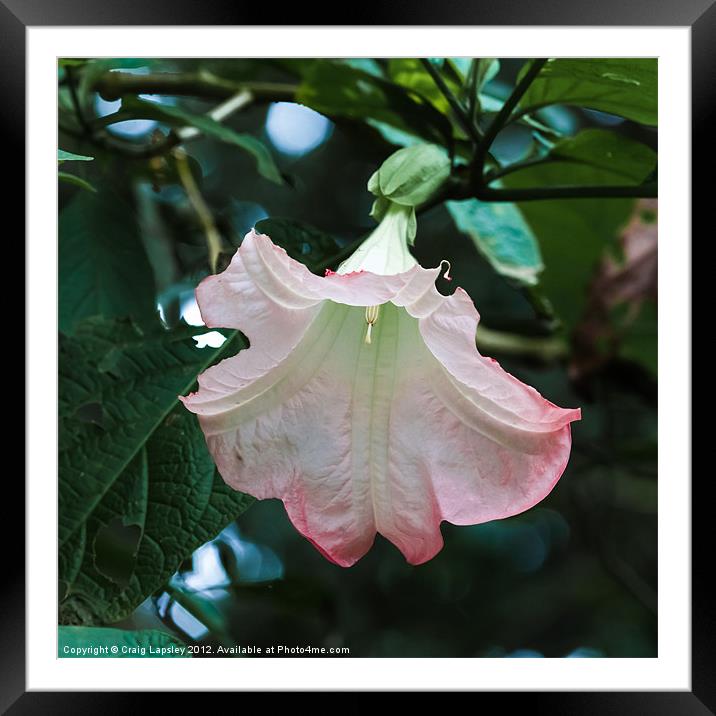 Angels trumpet Framed Mounted Print by Craig Lapsley