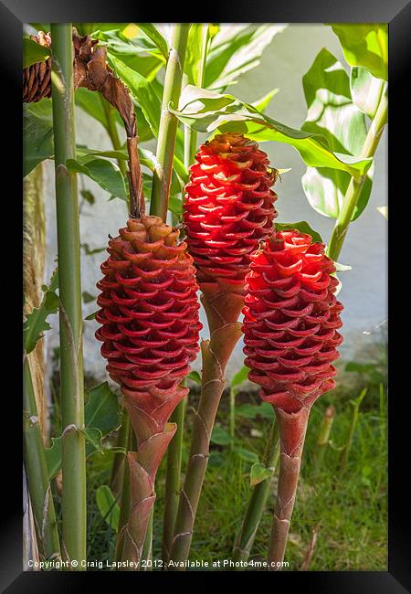 shampoo ginger Framed Print by Craig Lapsley