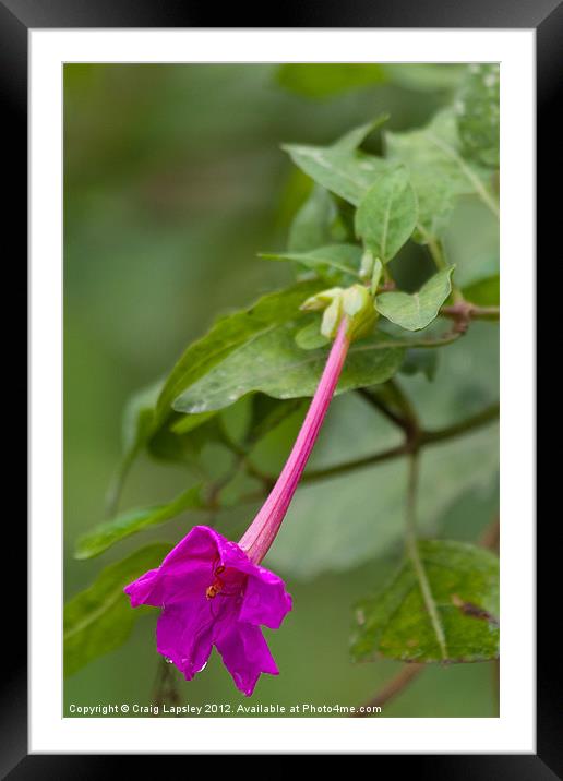 purple trumpet flower Framed Mounted Print by Craig Lapsley