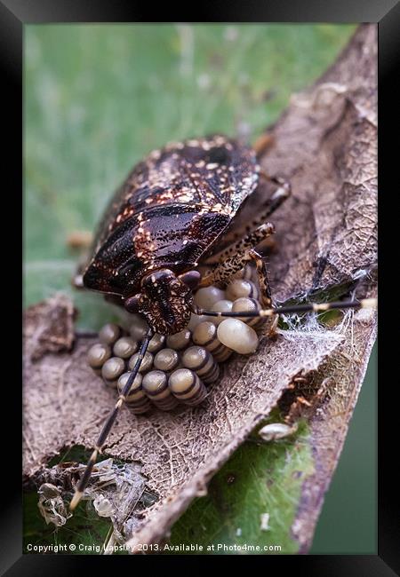 stink bug eggs Framed Print by Craig Lapsley