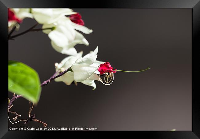 white flower with red center Framed Print by Craig Lapsley