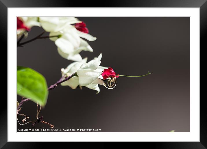 white flower with red center Framed Mounted Print by Craig Lapsley