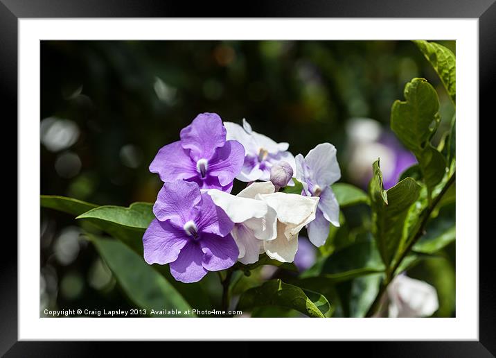 pretty white and purple flowers Framed Mounted Print by Craig Lapsley