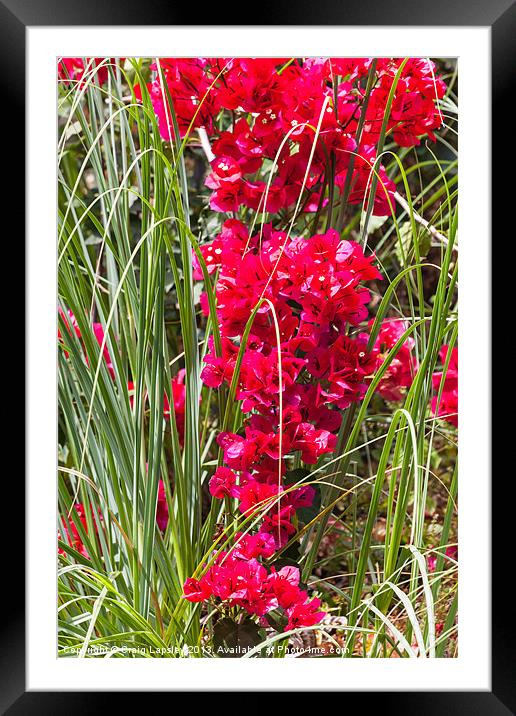 bougainvillea reaches down to the tall grass Framed Mounted Print by Craig Lapsley