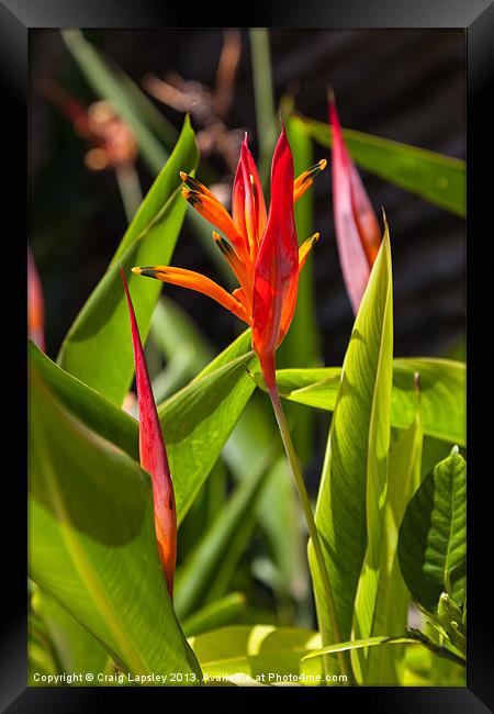 parrots flower Heliconia Framed Print by Craig Lapsley