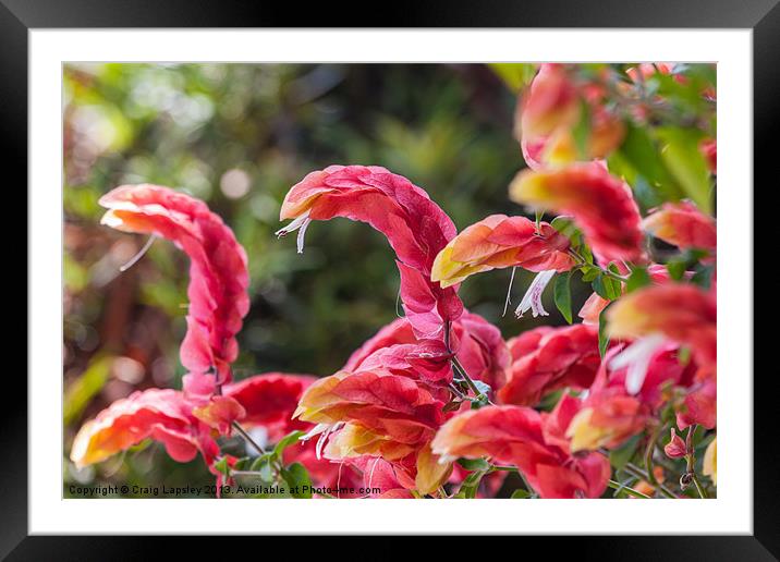 red shrimp plant Framed Mounted Print by Craig Lapsley