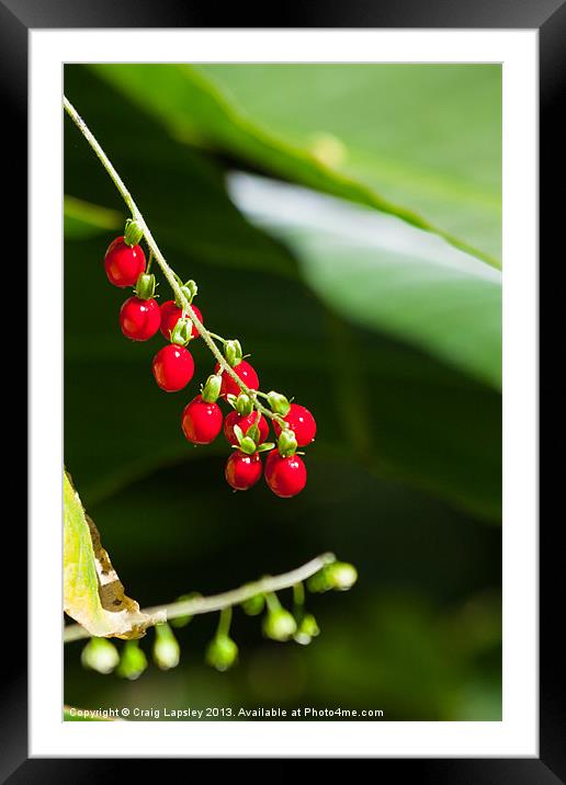 bright red berries Framed Mounted Print by Craig Lapsley