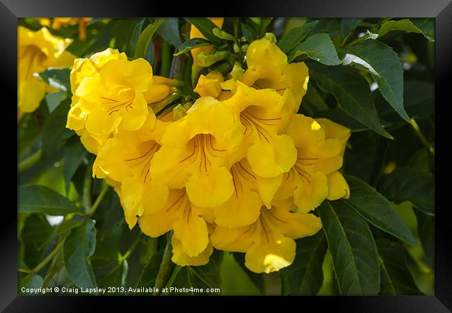 yellow elder Framed Print by Craig Lapsley