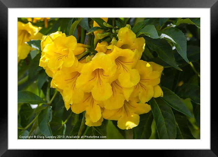 yellow elder Framed Mounted Print by Craig Lapsley
