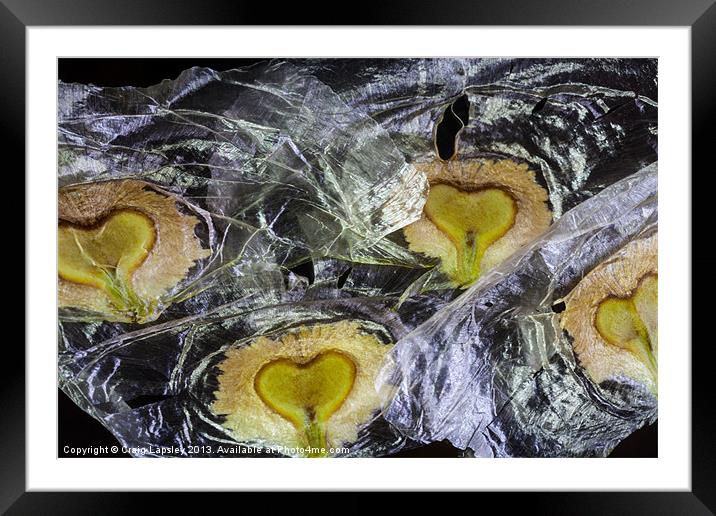 heart shaped seeds Framed Mounted Print by Craig Lapsley