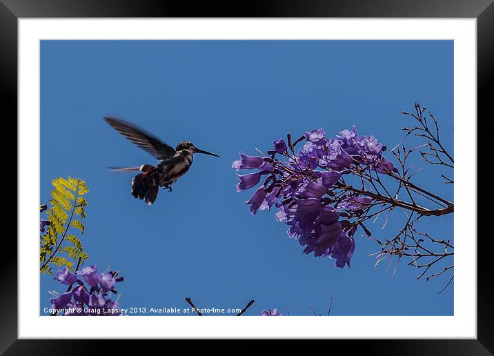 hummingbird feeding on a Jacaranda tree Framed Mounted Print by Craig Lapsley