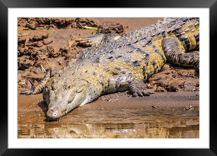 wild crocodile on the riverbank Framed Mounted Print by Craig Lapsley