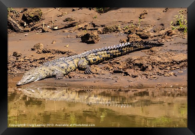 Huge crocodile resting on the riverbank Framed Print by Craig Lapsley